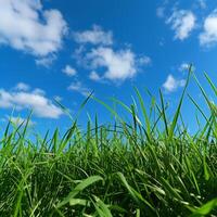 Green Grass Field Under Blue Sky photo