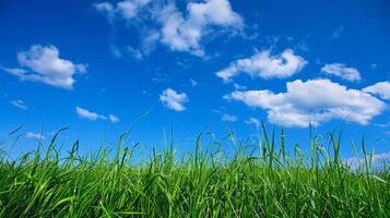 Green Grass Field Under Blue Sky photo