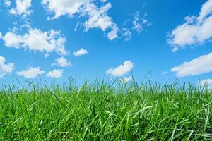Green Grass Field Under Blue Sky photo