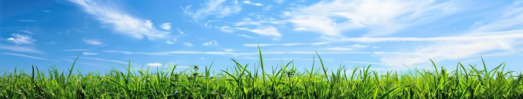 Grassy Field Under Blue Sky With Clouds photo