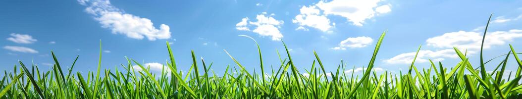 Grassy Field Under Blue Sky With Clouds photo