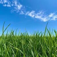 Green Grass Field Under Blue Sky photo