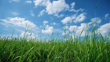 Grassy Field Under Blue Sky With Clouds photo