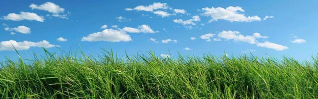 Lush Green Grass Field Under Blue Sky photo