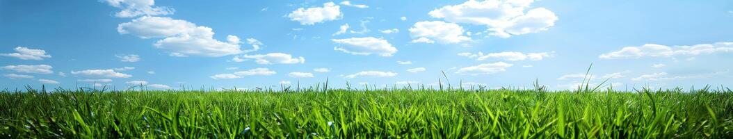 Grassy Field Under Blue Sky photo