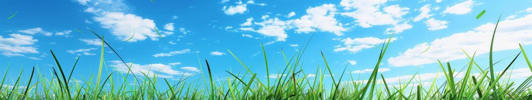 Grassy Field With Blue Sky and Clouds photo