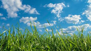 Green Grass Field With Blue Sky photo