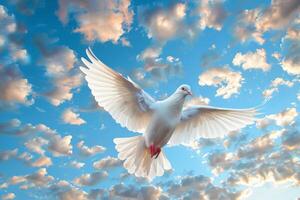 White Bird Soaring in Cloudy Blue Sky photo