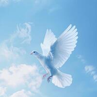 White Dove Flying Through Blue Sky photo