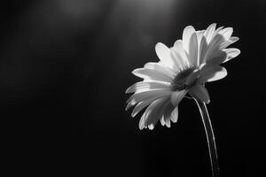 Monochrome Close-Up of a Flower photo