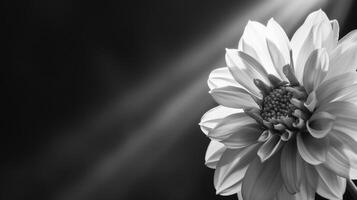 Monochrome Flower Close-Up photo