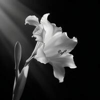 Monochrome Blossom in Bloom photo