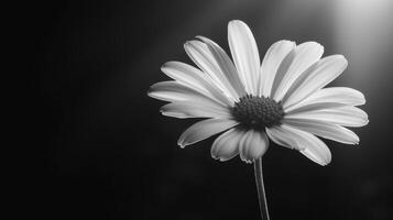 Monochrome Flower Portrait photo