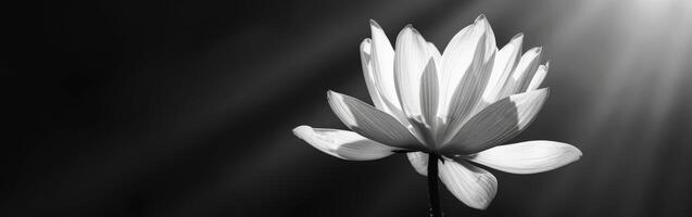 Monochrome Flower in Bloom photo