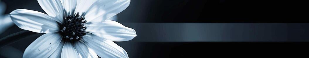 Close Up of White Flower on Black Background photo