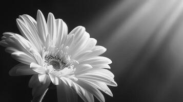 Monochrome Flower in Bloom photo