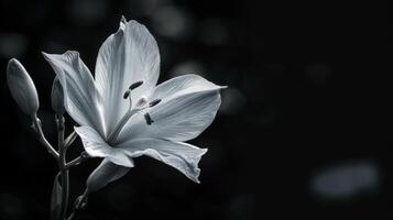 White Flower Against Black Background photo