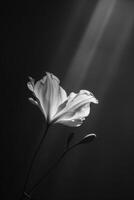 White Flower in Monochrome photo