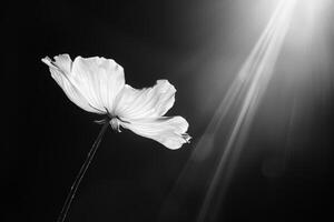Monochrome Close-Up of a Blooming Flower photo