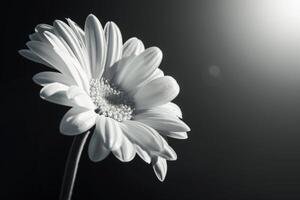 Monochrome Flower Close-Up photo