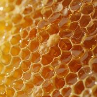 Close Up of Honeycomb Cells photo
