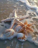 Two Starfish and Two Seashells on the Beach photo