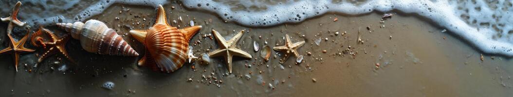 Group of Sea Shells on Sandy Beach photo