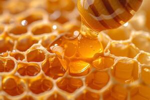 Bee on Honeycomb photo