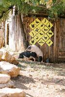 White dwarf pig jumps onto a black one while standing next to piglets near a wooden fence with signs photo