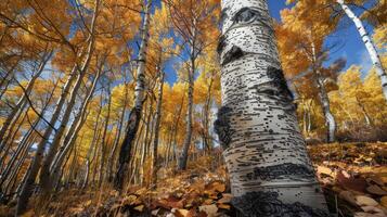 Vibrant Autumn Aspen Forest with Striking Tree Trunk Details in Colorado Mountains Perfect for Nature Print and Wall Art photo