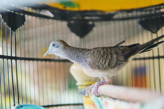 paloma o Paloma encaramado en un de madera palo dentro un jaula en un indonesio tradicional casa. foto