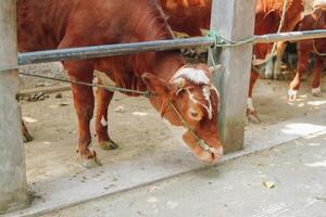Portrait of a Brown and White cattle cow in a ranch field looking down to the ground. Eid Al Adha concept. photo