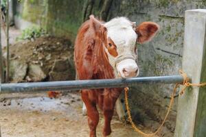 A cattle Brown and White cow tied to a post in a ranch field with natural background. Eid Al Adha concept. photo