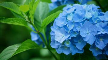 Blooming blue hortensia bush image copy space. Gentle hydrangea flowers in garden banner background blurred. Cultivated plant fragile blossom concept photography copyspace photo