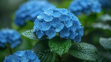 Beautiful hydrangea blue blossom in park closeup image. Fresh hortensia bunch on twig with green leaves close up photography. Colorful flowers in summer garden concept photo realistic