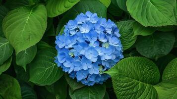 Aromatic hortensia blossoming in summer park closeup image. Blue color hydrangea flowers on green bush close up photography. Bright blossom of garden concept photo realistic
