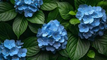 Blue bunches of hydrangea blossom in garden photo. Aromatic hortensia flowers on lush bush branches image background wallpaper. Decorative plant blooming concept picture realistic photo