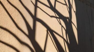 Abstract tree branches shadows on beige concrete wall texture. Copy space, poster mockup flat lay photo