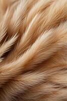 Fur texture close up background Fur Textured Background photo