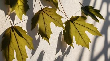 Fresh spring green leaves on branch in sunlight with shadow on white marble tile wall, copy space. photo