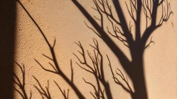 Abstract tree branches shadows on beige concrete wall texture. Copy space, poster mockup flat lay photo