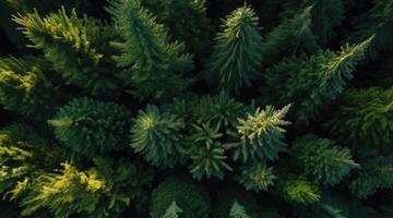 aerial view of green pine trees in the forest photo
