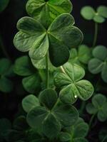 a close up of green shamrock leaves photo