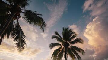 palm trees on the beach at sunset photo