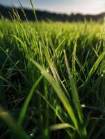 a close up of grass in the sun photo