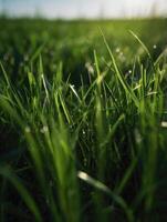 a close up of grass in the sun photo