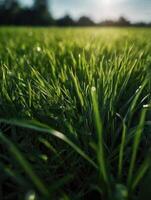 a close up of grass in the sun photo