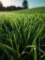 a close up of grass in the sun photo