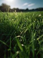 a close up of grass in the sun photo