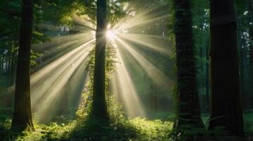 sunbeams shining through the trees in a forest photo